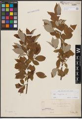 Foto von Salix caprea L.